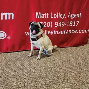 Bild von Matt Lolley - State Farm Insurance Agent