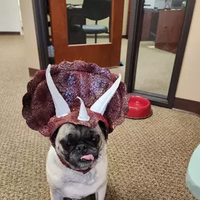 Happy Halloween from our CFO (Chief Fur Officer)