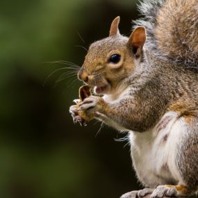 Squirrel removal and control services
