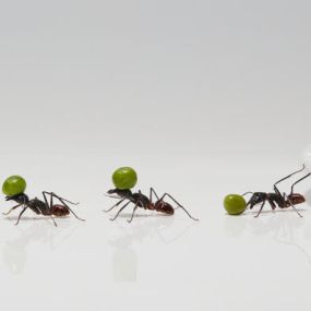 Ants are on the move this spring; Ant removal & control