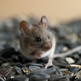 Mice Removal and Control