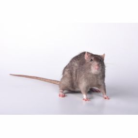 Rodent control and removal NH
