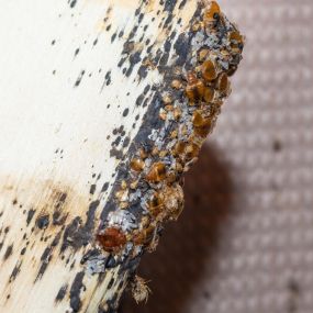 Bed bug removal and control NH