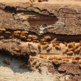 Termite Control Company That Gets Rid Of Termites For Good