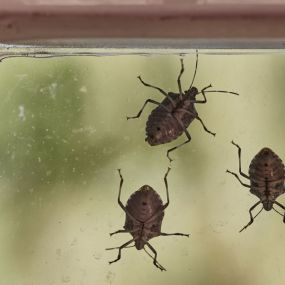 Stink Bug Removal and Control