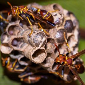 Wasp removal and control services