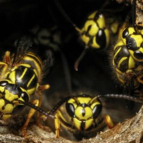 Yellow jacket removal and control services