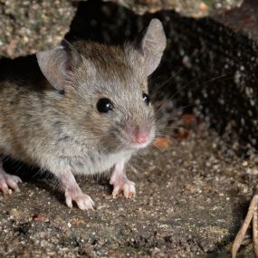 Mice removal and control services