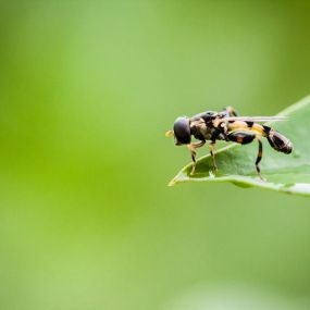 bee removal NH