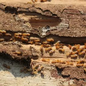 Termite Control Company That Gets Rid Of Termites For Good