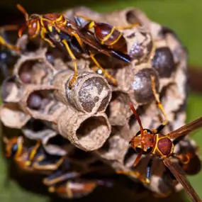 Wasp removal and control services