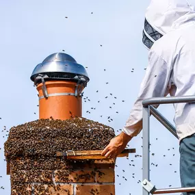 Wasp, Hornet, and Bee Control