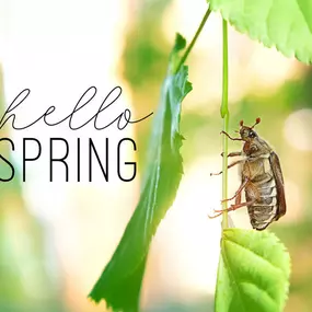 Spring pest control services