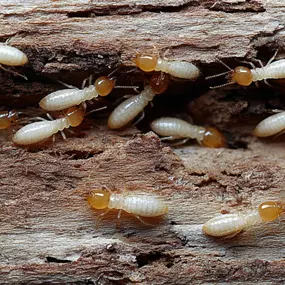 Termite Inspection and Treatment