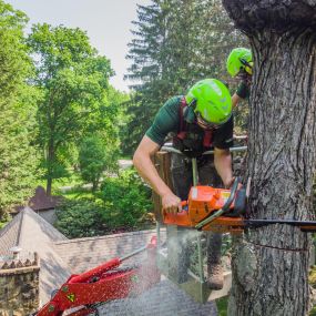 Bild von Woodman Tree Service