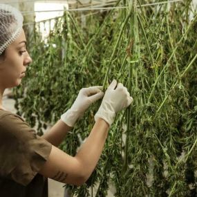 Cannabis Cultivators Workplace Safety and Training