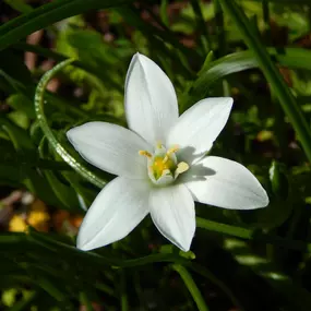 Bild von Barbara Rossi Consulente Certificato Fiori di Bach BFRP  e Fiori Australiani