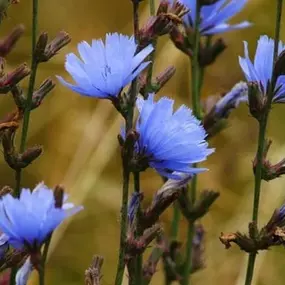 Bild von Barbara Rossi Consulente Certificato Fiori di Bach BFRP  e Fiori Australiani