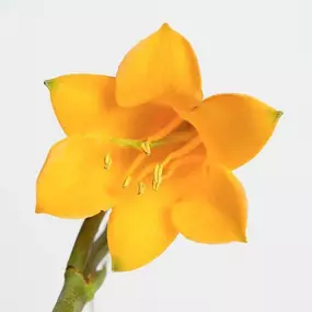 Bild von Barbara Rossi Consulente Certificata Fiori di Bach BFRP e Fiori Australiani