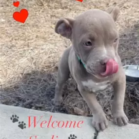 We’re thrilled to welcome Miss Sadie to the crew at Joe Sarrio State Farm! She’s joining some incredible four-legged friends, and what better day to introduce her than National Love Your Pet Day? It’s safe to say she’s already stolen our hearts!
