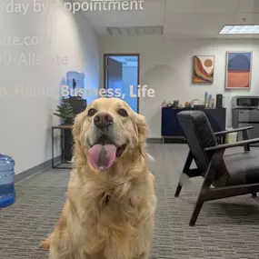 Auri the office dog
