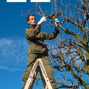 Arborist pruning trees