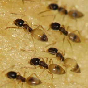 Ghost ants look like tiny, white apparitions that suddenly appear then seem to vanish just as quickly, and you can find them both indoors and outdoors. You’ll typically find them in kitchens and bathrooms, because ghost ants in your house will look for areas that have plenty of moisture.