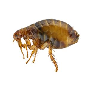 Fleas are parasites that feed on humans and other warm-blooded animals. They prefer non-humans, but they will feed on humans if there’s a heavy infestation or when no other hosts are available. Fleas need an environment with warm and humid conditions to develop. They can jump 7-8 inches in a vertical direction and 14-16 inches in a horizontal direction.