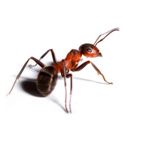 Fire ants get their name from their painful bites and stings. These dark reddish-brown ants are extremely invasive, and they can be found throughout the southern part of the United States. Once they start attacking, fire ants will use their mandibles to grip their prey and inject their venom with a stinger.