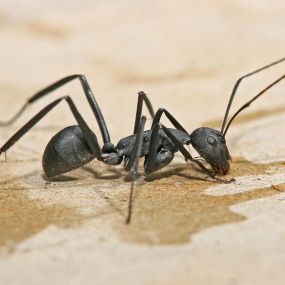 Carpenter ants are among the largest of all the species of ants in the United States, with lengths ranging from 3.4 to 13 mm. They’re commonly black in color, but some of them can be reddish or yellowish. The color of carpenter ants can vary among the different species — from jet black to light brown and many other colors in between.