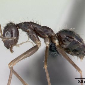 Black crazy ants get their name because of their quick and erratic movements that seem to occur at random. The workers are small (approximately 2.3-3 mm) and are dark brown or blackish in color, except for the body (which has a bluish iridescence that’s very faint).