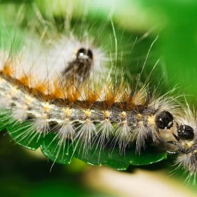 There are many species of army worms, and each one has its own taste for a specific plant or vegetable. Most of their activity occurs at night, while they hide in plants and under garden debris during the day.