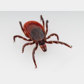 Ticks will wait for host animals from the tips of grasses and shrubs (not from trees). Once they have been brushed by a moving animal or person, they will let go of the vegetation and climb onto the host.