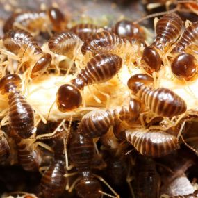 You can find subterranean termites in both the interior and exterior of your home, and there are several signs that you have an infestation. One of them is the presence of mud tubes along your home’s exterior, which look like tunnels made of wood and soil. They use them to keep themselves from drying out when they move from one place to another.