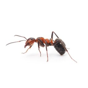 Fire ants get their name from their painful bites and stings. These dark reddish-brown ants are extremely invasive, and they can be found throughout the southern part of the United States. Once they start attacking, fire ants will use their mandibles to grip their prey and inject their venom with a stinger.