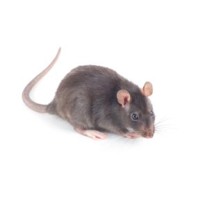 Rodents are warm-blooded animals that can be found all over the world. They have large front teeth that they can use for gnawing and check teeth that can be used for chewing. They can chew on whatever is available to them, so they can cause a great deal of damage both in and around your home.