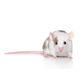 Rodents are warm-blooded animals that can be found all over the world. They have large front teeth that they can use for gnawing and check teeth that can be used for chewing. They can chew on whatever is available to them, so they can cause a great deal of damage both in and around your home.