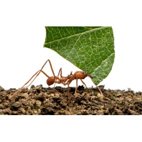 A leaf cutter ants colony can have a dozen or more workers that range from 1/8 to 5/8 of an inch length, and they’re often reddish-brown in color. Leaf cutter ants in Texas are often found in the South-Central part of the state (from San Antonio to Dallas), but you can sometimes find them though East Texas and into Louisiana.