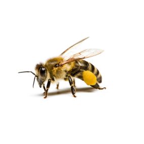 Honey bees are typically orangish brown or black in color, with adult workers being anywhere from 1/2 to 5/8 of an inch in length. They will have an enlarged area in the rear of their abdomen, which is broadly banded with orange and brown or brown and black.