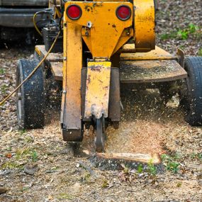 tree stump removal