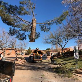 Tree Removal services In St. George utah