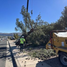 Tree pruning services in St. George, Utah
