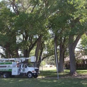 Certified arborists performing tree Service in St. George, Utah