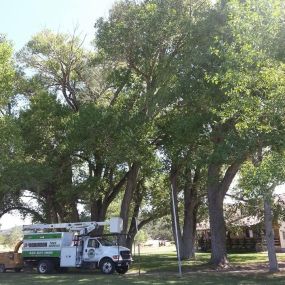 Safely removing a large tree iSt. George, Utah, demonstrating our expertise in handling complex tree removals with precision.