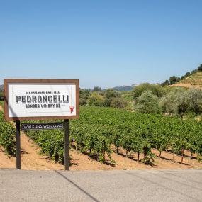 Bild von Pedroncelli Winery