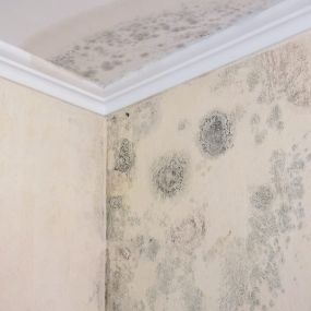 Mold Services - Mold Remediation Services