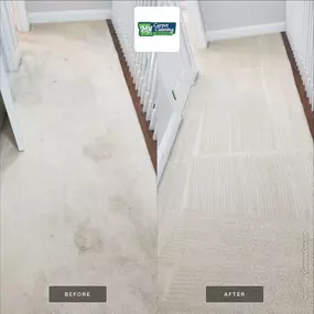Bethesda Maryland carpet after pet stain extraction and cleaning