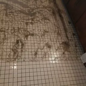 Rejuvenate Your Floors: Expert Carpet Cleaning in Silver Spring, MD