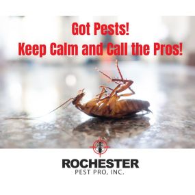 Bild von Rochester Pest Pro