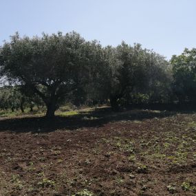 Bild von azienda agricola piccolo diego